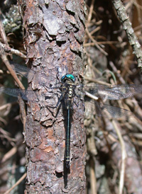 Treetop Emerald